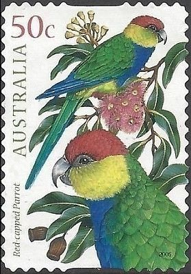 2005 г. - Австралийские попугаи