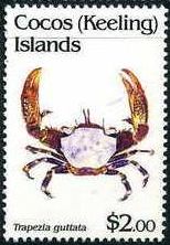 1992 - Crabs 