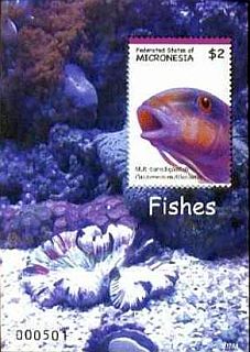 2007 - Рыбы 