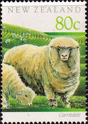 1991 г. - Овцы .  