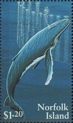1995 - Комиссия защиты китов