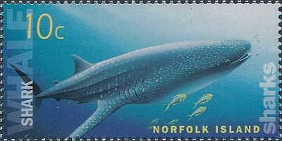 2004 -  Акулы 