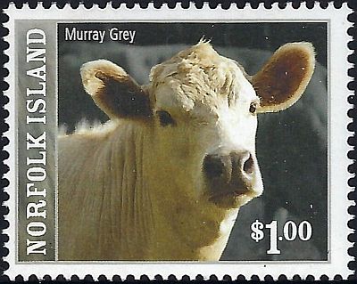 2008 -  Рогатый скот