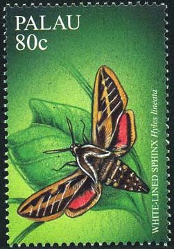 2001 - Бабочки 