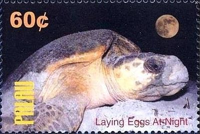 2004 - Морские черепахи 