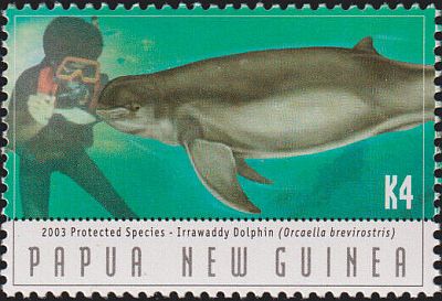 2003 - Дельфины 