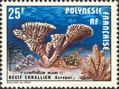 1977 - Коралы.  