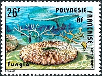 1978 - Коралы.  