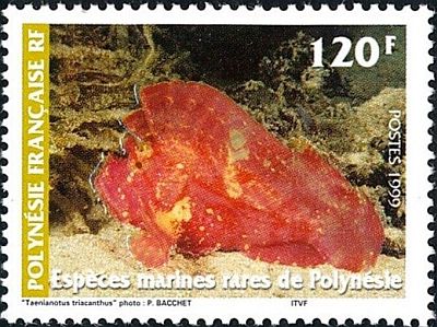 1999 - Морская фауна