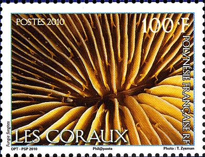 2010 - Кораллы