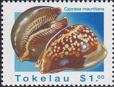 1996 - Раковины моллюсков