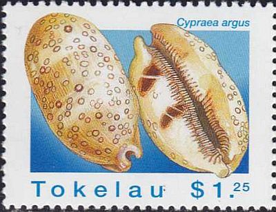 1996 - Раковины моллюсков