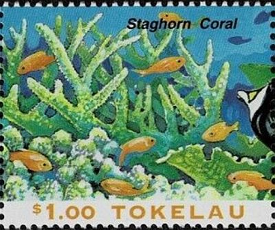 1996 - Кораллы 