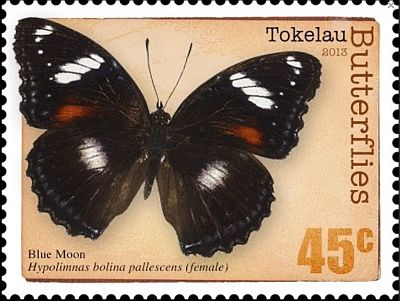 2013 - Бабочки 