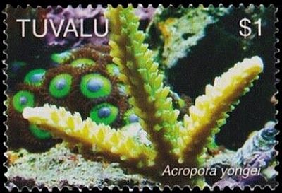 2006 - Кораллы   