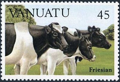 1984 - Коровы