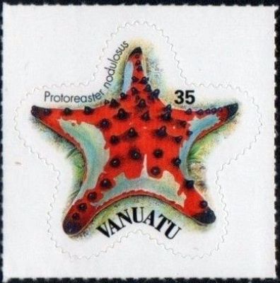 2004 - Морские звезды