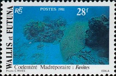 1981 г. -  Морская фауна.